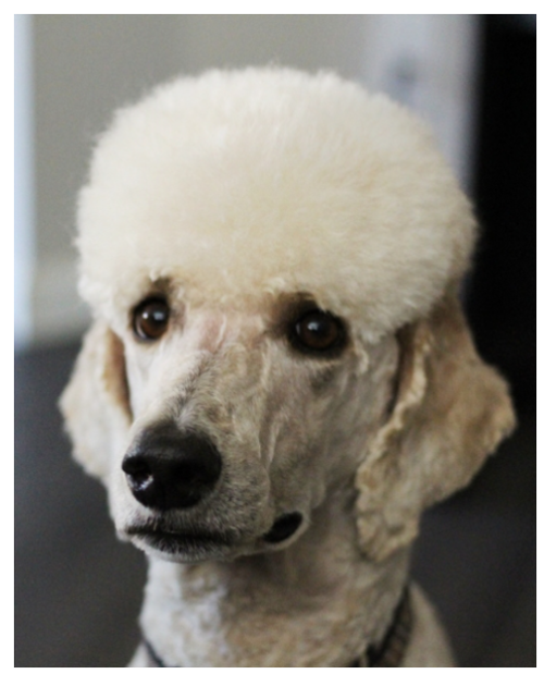 Alt Text for Dog Name